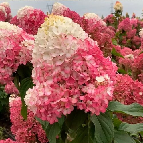 Фото Гортензія волотиста Лівінг Стравбері Блоссом (Hydrangea paniculata Living Strawberry Blossom) Р9