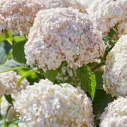 Фото Гортензія деревоподібна Кандібель Маршмеллоу. (Hydrangea arborescens Candybelle Marshmallow) Р9