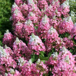 Гортензия метельчатая Меджикал Везувио. (Hydrangea paniculata Magical Vesuvio) С7,5, 5-летка - copy Фото Гортензия метельчатая Меджикал Везувио. (Hydrangea paniculata Magical Vesuvio) С7,5, 5-летка - copy