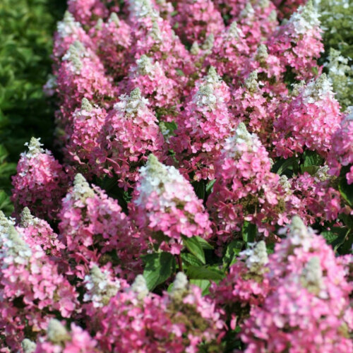 Гортензія волотиста Меджикал Везувіо. (Hydrangea paniculata Magical Vesuvio) С10, ВЕЛИКА, АКЦІЙНА Фото Гортензія волотиста Меджикал Везувіо. (Hydrangea paniculata Magical Vesuvio) С10, ВЕЛИКА, АКЦІЙНА
