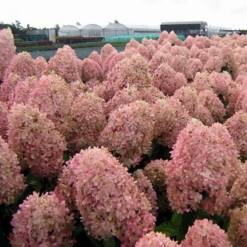 Гортензия метельчатая Меджикал Кендл/Волшебная свеча. (Hydrangea paniculata Magical Candle) С4, 4-летка - copy Фото Гортензия метельчатая Меджикал Кендл/Волшебная свеча. (Hydrangea paniculata Magical Candle) С4, 4-летка - copy