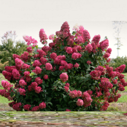 Фото Гортензія волотиста Вімс Ред. (Hydrangea paniculata Wim's Red) С10, ВЕЛИКА, АКЦІЙНА