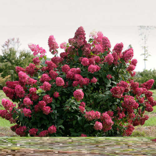 Фото Гортензия метельчатая Вимс Ред. (Hydrangea paniculata Wim's Red) 6-летка,  C10 - copy