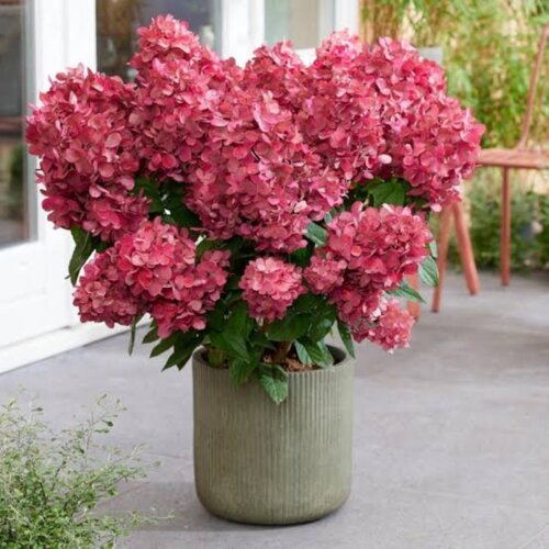 Фото Гортензія волотиста Петіт Флорі. (Hydrangea paniculata Petite Flori) С10, ВЕЛИКА, АКЦІЙНА