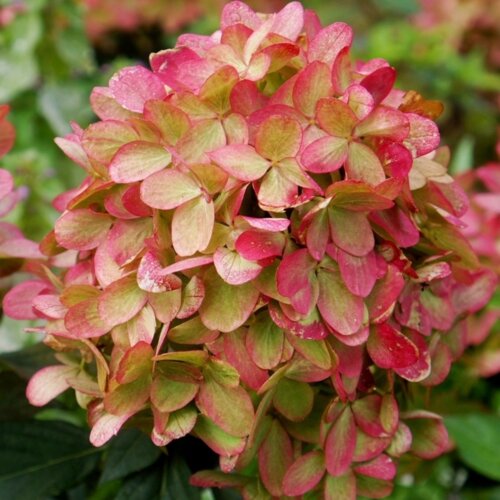 Гортензия метельчатая Граффити. (Hydrangea paniculata Graffiti)(НИЗКОРОСЛАЯ) С2 - copy Фото Гортензия метельчатая Граффити. (Hydrangea paniculata Graffiti)(НИЗКОРОСЛАЯ) С2 - copy