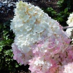 Гортензія волотиста Меджикал Андес/Магічні Анди. (Hydrangea paniculata Magical на Andes) С10, ВЕЛИКА, АКЦІЙНА Фото Гортензія волотиста Меджикал Андес/Магічні Анди. (Hydrangea paniculata Magical на Andes) С10, ВЕЛИКА, АКЦІЙНА