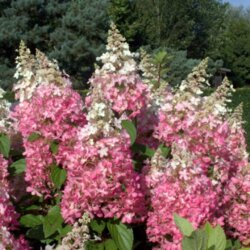 Гортензія волотиста Пінкі Вінкі. (Hydrangea paniculata Pinky Winky) С10, ВЕЛИКА, АКЦІЙНА Фото Гортензія волотиста Пінкі Вінкі. (Hydrangea paniculata Pinky Winky) С10, ВЕЛИКА, АКЦІЙНА