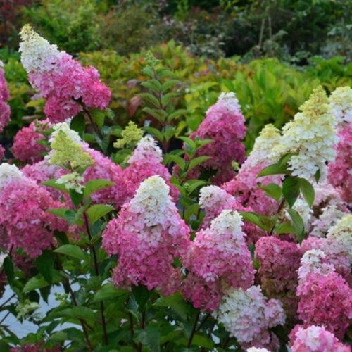 Гортензія волотиста Сандей Фрейз. (Hydrangea paniculata Sundae Fraise) С10, ВЕЛИКА, АКЦІЙНА Фото Гортензія волотиста Сандей Фрейз. (Hydrangea paniculata Sundae Fraise) С10, ВЕЛИКА, АКЦІЙНА