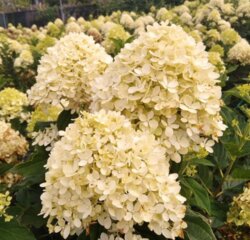 Фото Гортензія волотиста Коттон Крем. (Hydrangea paniculata Living Cotton Cream) С7,5 НА ШТАМБІ
