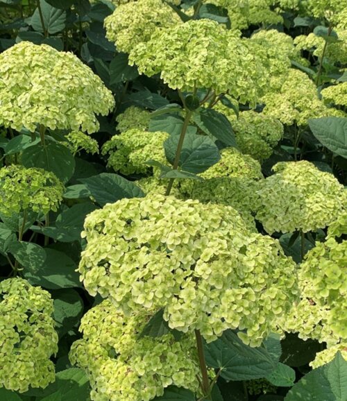 Фото Гортензія деревоподібна Сублайм Аннабель (Hydrangea arborescens Sublime Annabelle) Р9