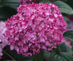 Фото Гортензія деревоподібна Рубі Аннабель (Hydrangea arborescens Ruby Annabelle) р9