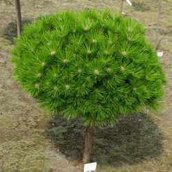 Фото Сосна густокольорова Лоу Глоу. (Pinus densiflora Low Glow) С12 на ШТАМБІ