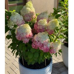 Фото Гортензія волотиста Лівінг Колорфул Коктейль. (Hydrangea paniculata Colourful Cocktail) С3