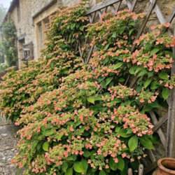Фото Гортензія черешкова Грюк Корал. (Hydrangea anomala subsp. glabra Crug Coral) С3