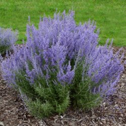 Фото Перовскія лебедолиста Блюсетт. (Perovskia atriplicifolia Compact Bluesette) Р9