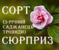 Фото Троянда без НАЗВИ СОРТУ "ПЕРЕСОРТ". У КОНТЕЙНЕРІ  С10