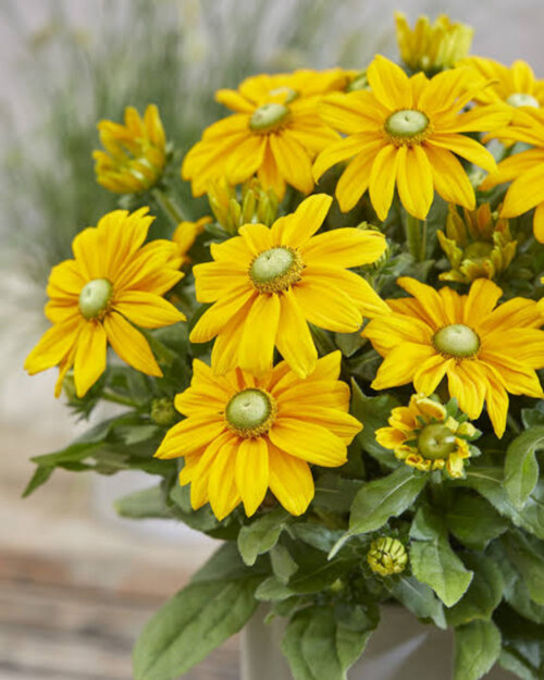 Фото Рудбекія гібридна Санбекія Офелія. (Rudbeckia SUNBECKIA® Ophelia) С5