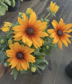 Фото Рудбекія гібридна САНБЕКІЯ® Мерілін (Rudbeckia hybrida SUNBECKIA® Marilyn) С5