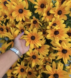 Фото Рудбекія гібридна САНБЕКІЯ® Мая (Rudbeckia hybrida SUNBECKIA® Maya) С5