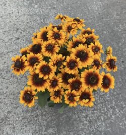 Фото Рудбекія гібридна Смайліз Кіссінг. (Rudbeckia hybrida SmileyZ Kissing) С5