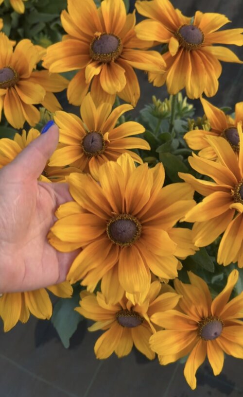 Фото Рудбекія гібридна Смайлз Біг Джой (Rudbeckia SmileyZ Big Joy) С5