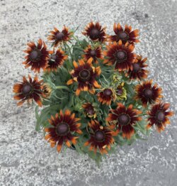 Фото Рудбекія гібридна Смайліз Хеппі (Rudbeckia hybrida SmileyZ Happy) С5