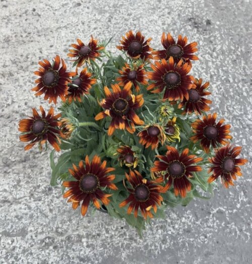 Фото Рудбекія гібридна Смайліз Хеппі (Rudbeckia hybrida SmileyZ Happy) С5