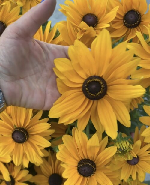 Фото Рудбекія гібридна Смайлз Біг Лак.  (Rudbeckia SmileyZ Big Luck) C5