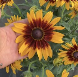 Фото Рудбекія гібридна Смайлз БІГ КІСС. (Rudbeckia SmileyZ Big Kiss) С5