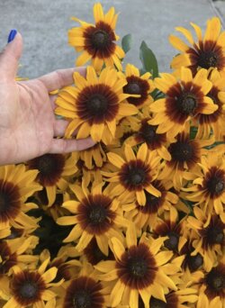 Фото Рудбекія гібридна Смайлз БІГ ЛАВ. (Rudbeckia SmileyZ Big Love) С5