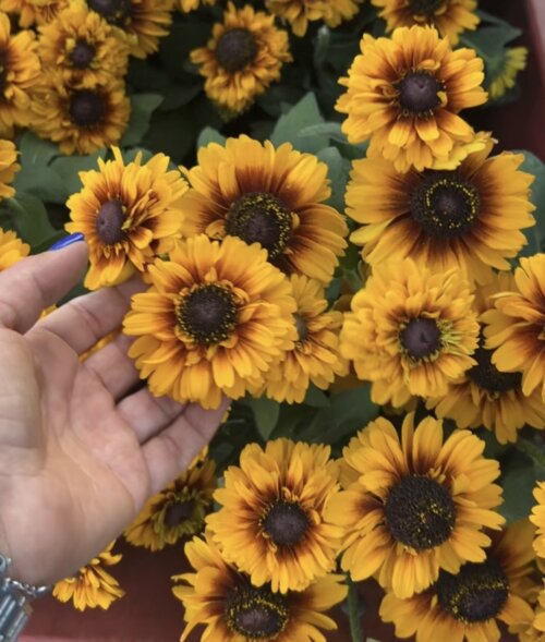 Фото Рудбекія гібридна Смайлз Біг Чірлідер. (Rudbeckia SmileyZ Big Cheerleader) С5