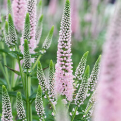 Фото Вероніка колосиста Фест Чойс. (Veronica spicata First Choice) С3