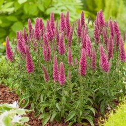Фото Вероніка колосиста Фест Лав. (Veronica spicata First Love) С3