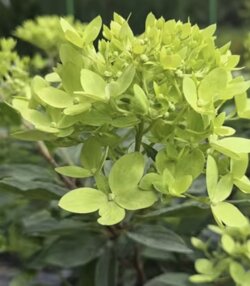 Фото Гортензія волотиста 19-304-14 (Hydrangea paniculata 19-304-14) Р9