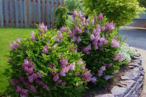 Фото Бузок Мейєра Палібін. (Syringa meyeri Palibin) Р9 - copy