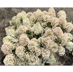 Фото Гортензія волотиста Лівін Літл Альф. (Hydrangea paniculata Living Little Alf) Р9