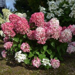 Фото Гортензія волотиста Літл Фрайз. (Hydrangea paniculata Little Fraise) (НИЗЬКОРОСЛА) С1