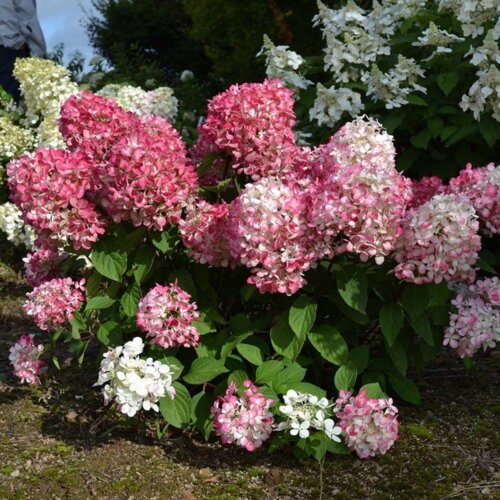 Фото Гортензія волотиста Літл Фрайз. (Hydrangea paniculata Little Fraise) (НИЗЬКОРОСЛА) С1