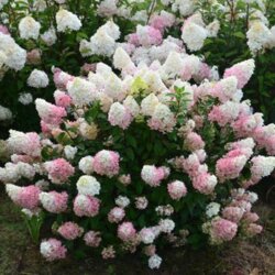 Фото Гортензія волотиста Сандей Фрейз. (Hydrangea paniculata Sundae Fraise) Р9