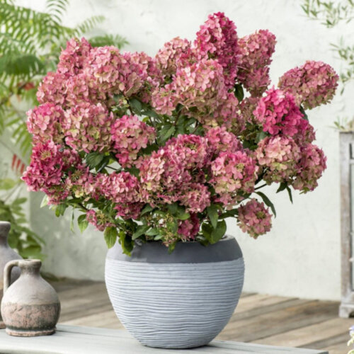 Фото Гортензія волотиста Петіт Стар. (Hydrangea paniculata Petite Star) Р9