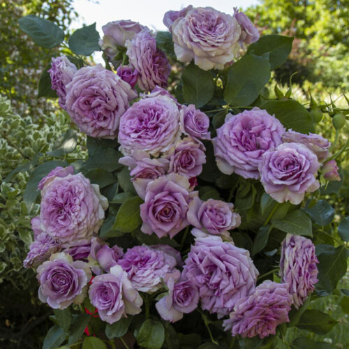 Троянда Квіксільвер. (Quicksilver) Плетиста у КОНТЕЙНЕРІ, 4-річна Фото Троянда Квіксільвер. (Quicksilver) Плетиста у КОНТЕЙНЕРІ, 4-річна