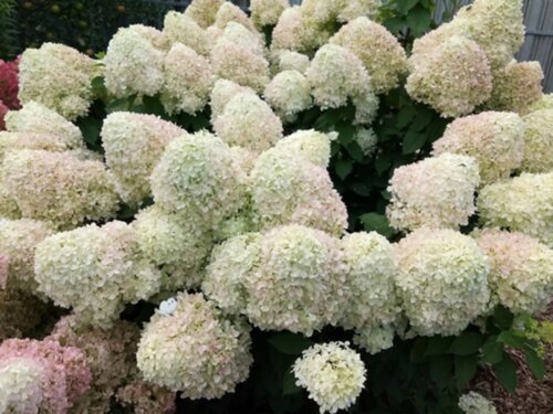 Фото Гортензия метельчатая Ливинг Саммер Сноу. (Hydrangea paniculata Living Summer Snow) Р9 - copy
