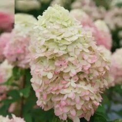 Фото Гортензія волотиста Лаймлайт ПРАЙМ. (Hydrangea paniculata Limelight Prime) С1