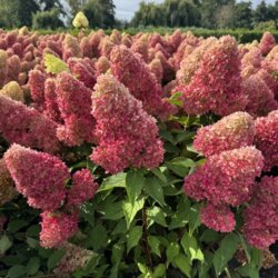 Фото Гортензія волотиста Редлайт. (Hydrangea paniculata RedLight) С2 - copy - copy