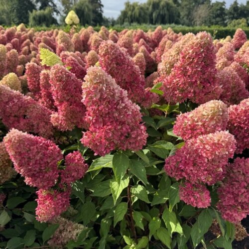 Фото Гортензія волотиста Редлайт. (Hydrangea paniculata RedLight) С1