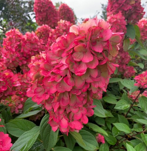 Фото Гортензія волотиста Бонфаєр. (Hydrangea paniculata Bonfire®) С1