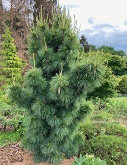 Фото Сосна Шверіна Вітхорст. (Pinus schwerinii Wiethorst) С10