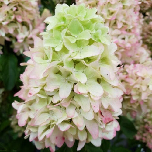 Гортензия метельчатая Литл Фреско. (Hydrangea paniculata Little Fresco) С7,5 - copy Фото Гортензия метельчатая Литл Фреско. (Hydrangea paniculata Little Fresco) С7,5 - copy