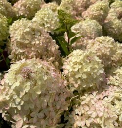 Фото Гортензія волотиста ХС Лайт. (Hydrangea paniculata XS-Light) Р9