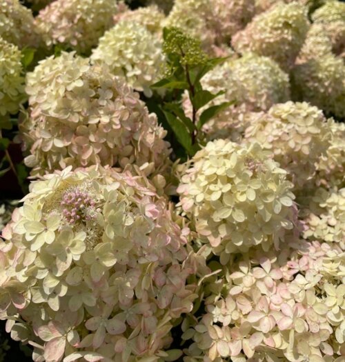 Фото Гортензія волотиста ХС Лайт. (Hydrangea paniculata XS-Light) Р9